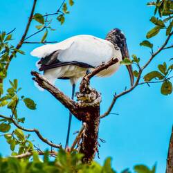 Fauna unterwegs: Waldstorch ...