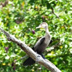 ... Kormoran ...