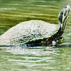 ... Nordamerikanische Buchstaben-Schmuckschildkröte