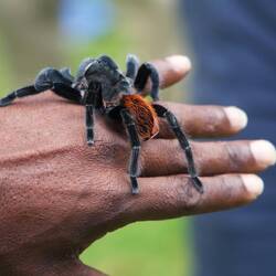 Tlitlocatl (Ungefährliche Vogelspinne)