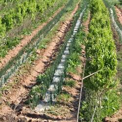 Onions growing between the rows of trees.
