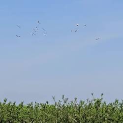 Storks circling