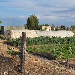 This garden had potatoes, peas, soybeans, artichokes!