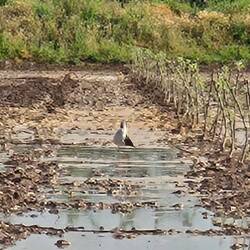 Stilts feeding in a field