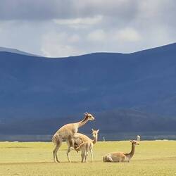Verliebte Vicuñas