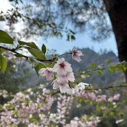 Un cerisier si je ne m'abuse?