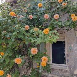 Overhanging the window of the gite