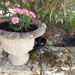 And hiding behind the carnation pot