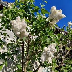 White lilac climbing up one wall