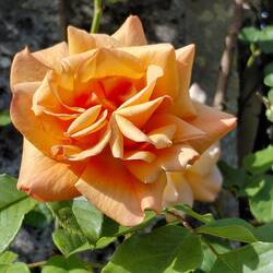 Full bloom