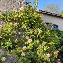 And the stunning peach coloured rose