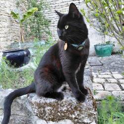 Wilson is a very handsome cat