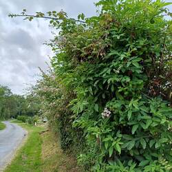The 2024 photo of the bramble hedge before we attacked it