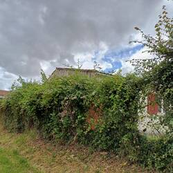 From the street looking in, brambles and blackberries reaching for the sky