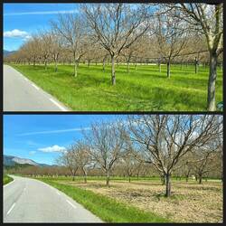 Solche Baumanpflanzungen erkennen wir nun gleich als Trüffelplantagen