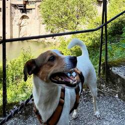 Auf der Treppe war Louie schon wieder leicht panisch