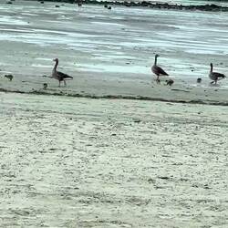 Ein Familienausflug am Strand ☺️