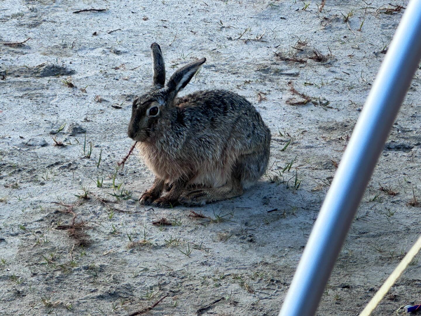 Meister/ Meisterin Lampe