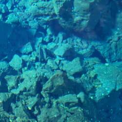 Albino crabs - honest