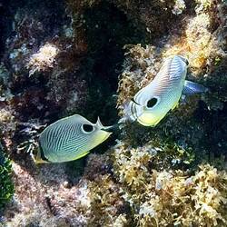 Vieraugen Falterfisch