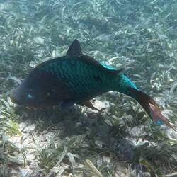 Regenbogen Papageifisch