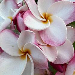 The smell of frangipani flowers came upon us everywhere we walked in Vientiane.