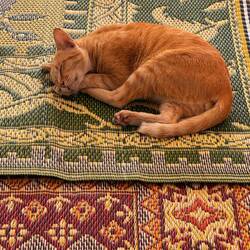 Content cat on a carpet