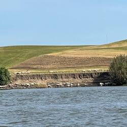 Some sheep along the Sacramento River.