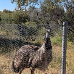 Emu obviously.