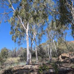 Ghost Gums in the Dessert Park.