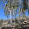 Ghost Gums in the Dessert Park.