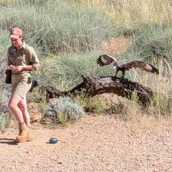 Black breasted buzzard arriving to show us how to crack open an emus egg - green egg on the ground i