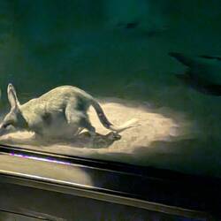 A very pregnant Bilby.