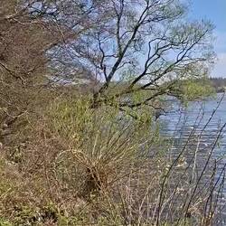 Großer Plönsee