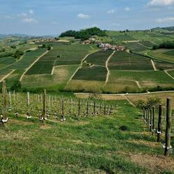 ... und in das kleinräumige Anbaugebiet der Nebbiolo-Trauben.