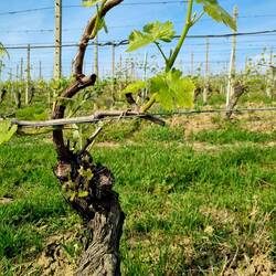 Noch ist der Wein nicht trinkreif!😉🤣