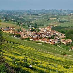 Barolo