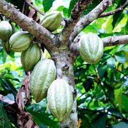 Cacao Früchte.