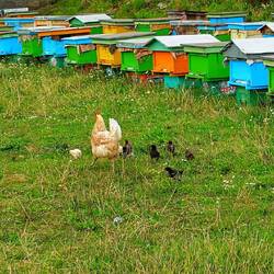 Die Hühner Mamma bei den Bienen...süß