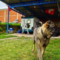 Toller Hund aber zu groß fürs Womo 😅