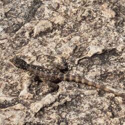 Lizzard am Aufwärmen