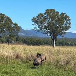 Emus