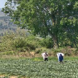Harvesting artichokes