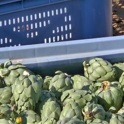 A crate of artichokes ready for market