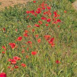 Poppies