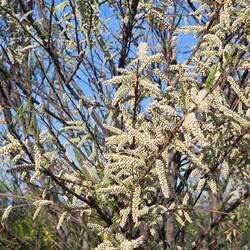 White flowers on this bush