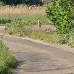 A stork hunting on the road