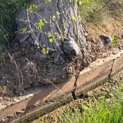 A shelf mushroom on this tree root.