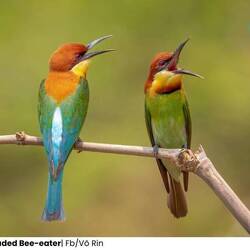 Blue Kingfisher (voorbeeld)