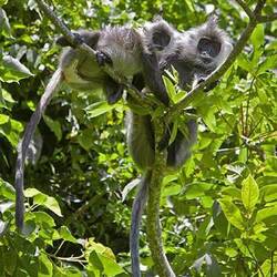 Indochinese silver langur (voorbeeld)